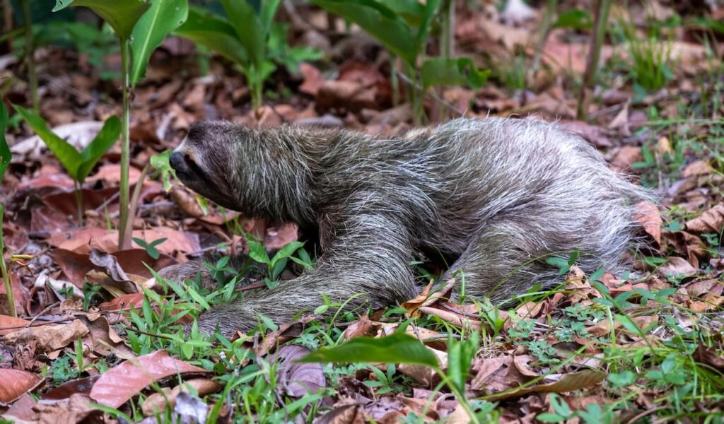 Sloth crawling on forest floor