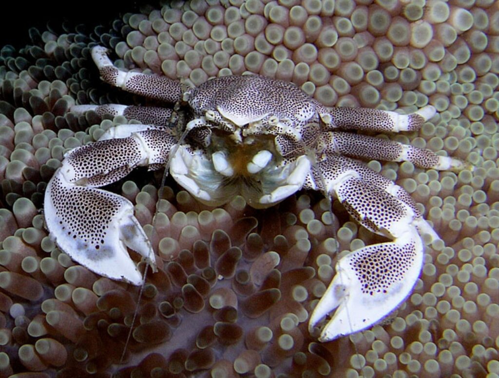Porcelain Crab