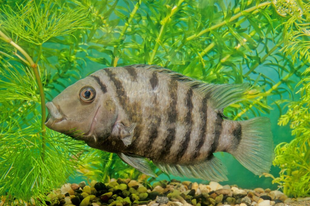 convict cichlid