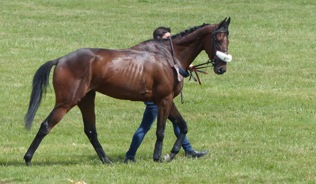 thoroughbred