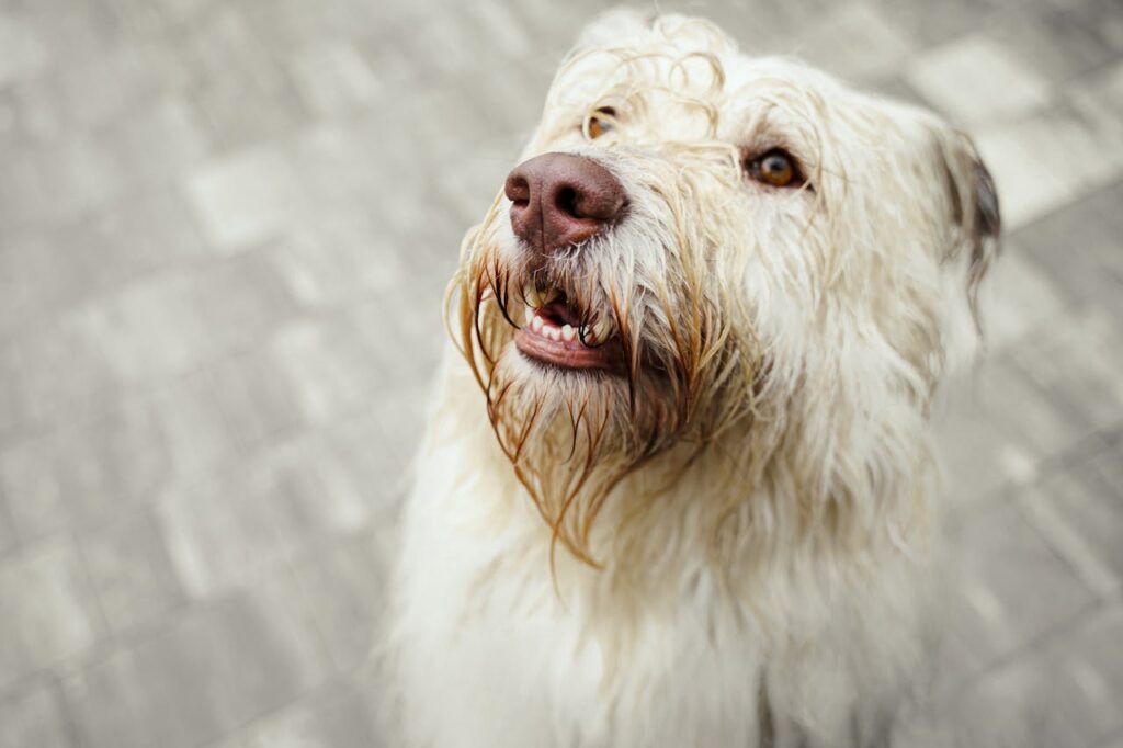 long coated white dog