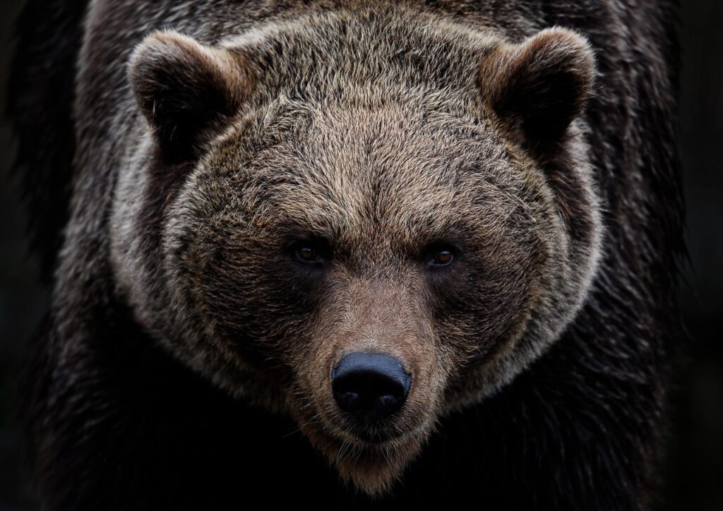 Closeup of a mean-looking brown bear
