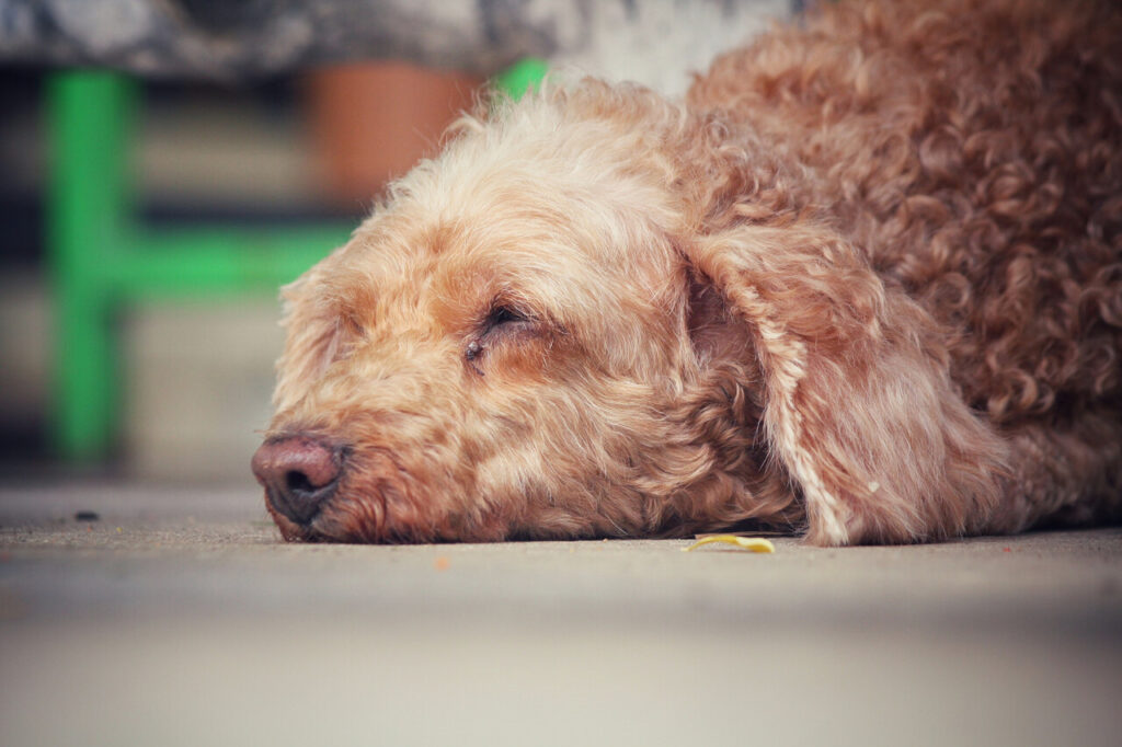 Dog Changes in Sleep Patterns or Restlessness at Night