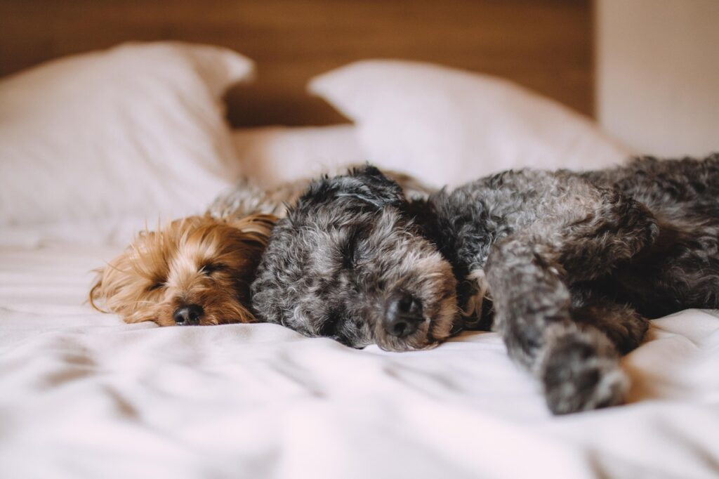 Dog sleep