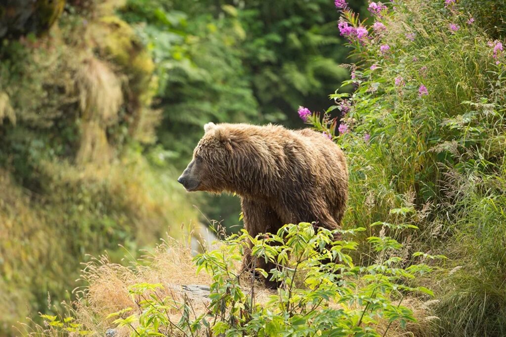 Bear Spotting, North Cascades National Park, Washington