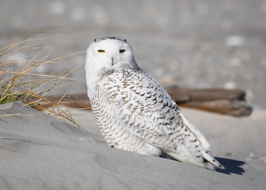 Snowy Owl