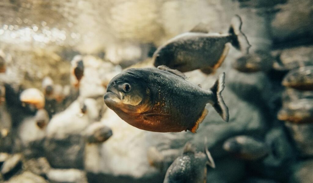 Group of piranhas in an aquarium.