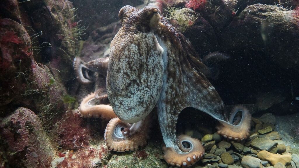 Octopus Kraken