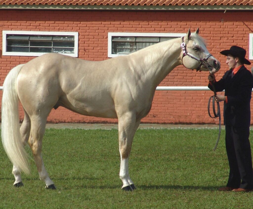 Quarter_Horse Palomino