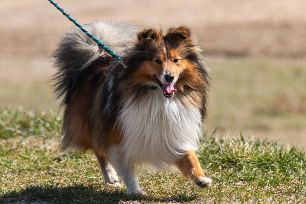 shetland sheepdog