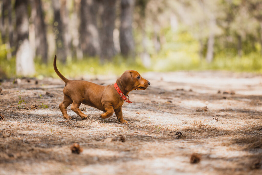 dachshund walking in the park