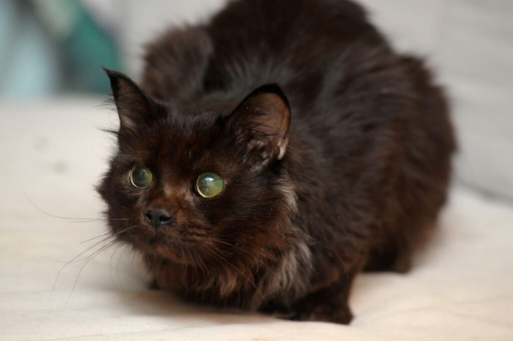 Glaucoma in cat