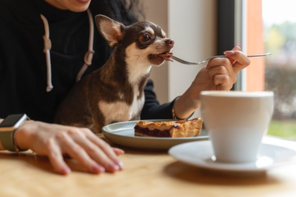 Dog Enjoy Breakfast Together