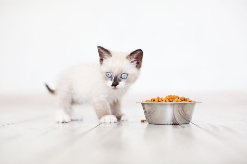 Gradually introduce solid food to kitten