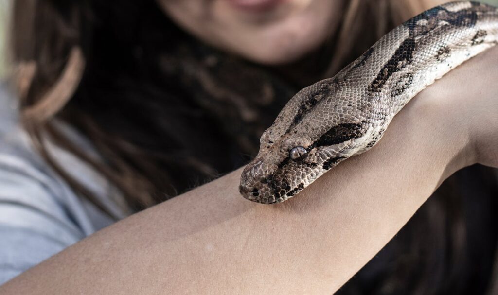 Pet Snake care