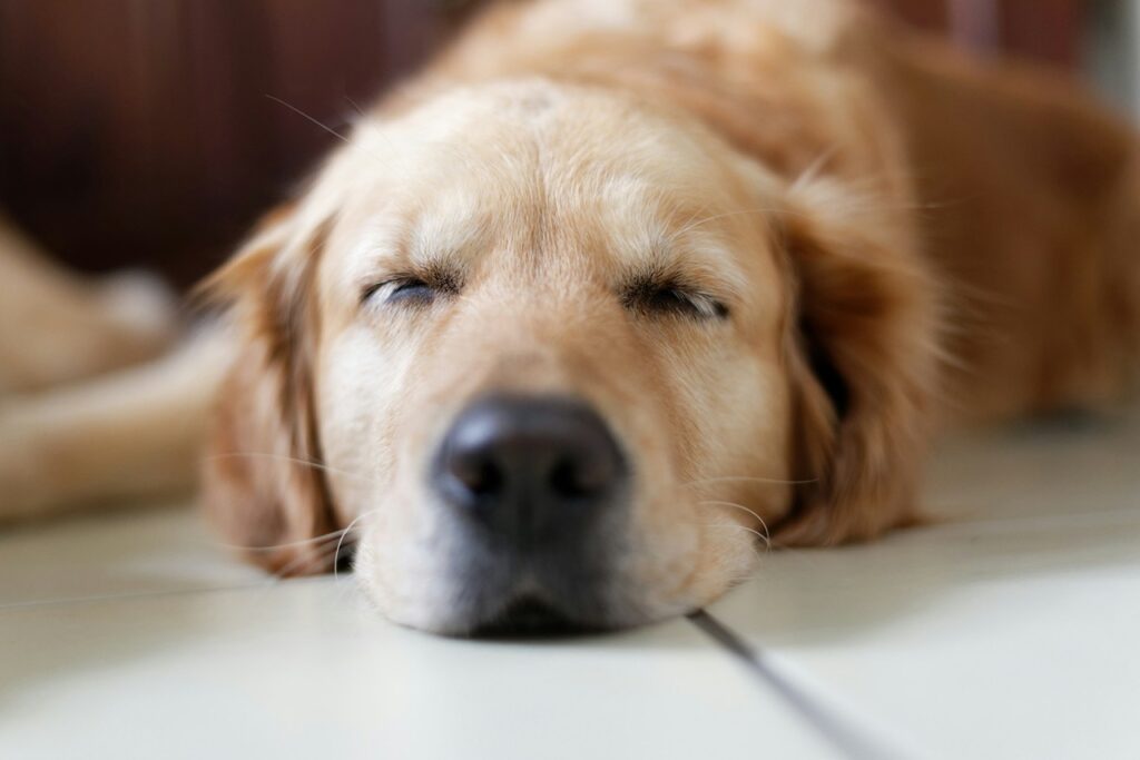 Golden Retriever