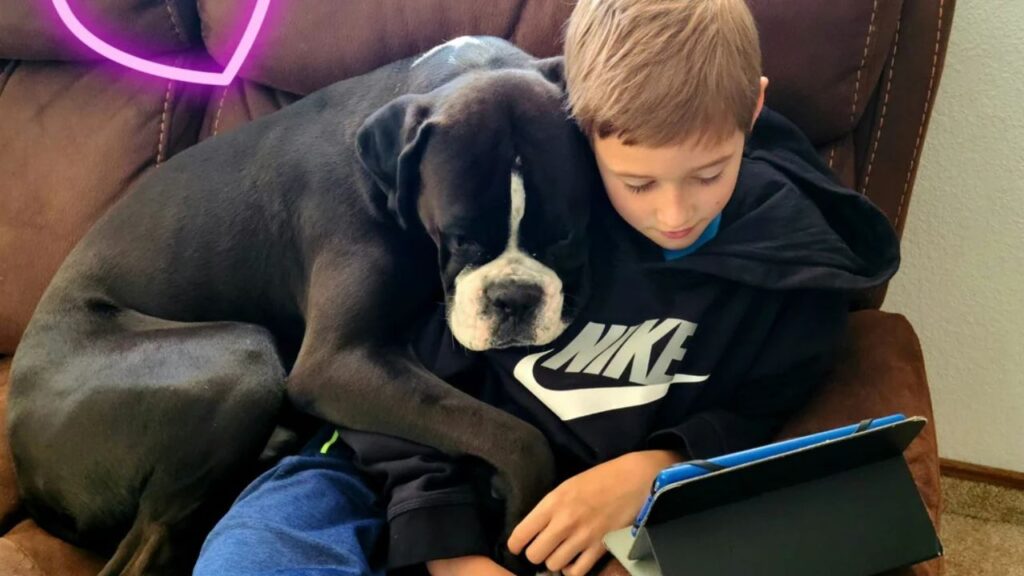 Boxer Dog Cuddle
