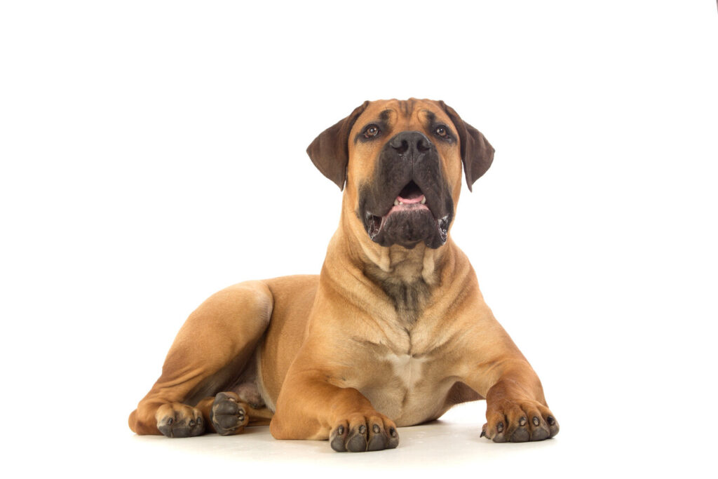 Boerboel
