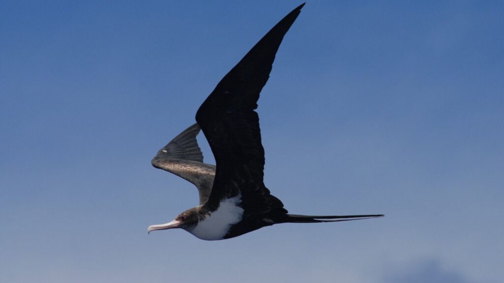 Great frigatebird