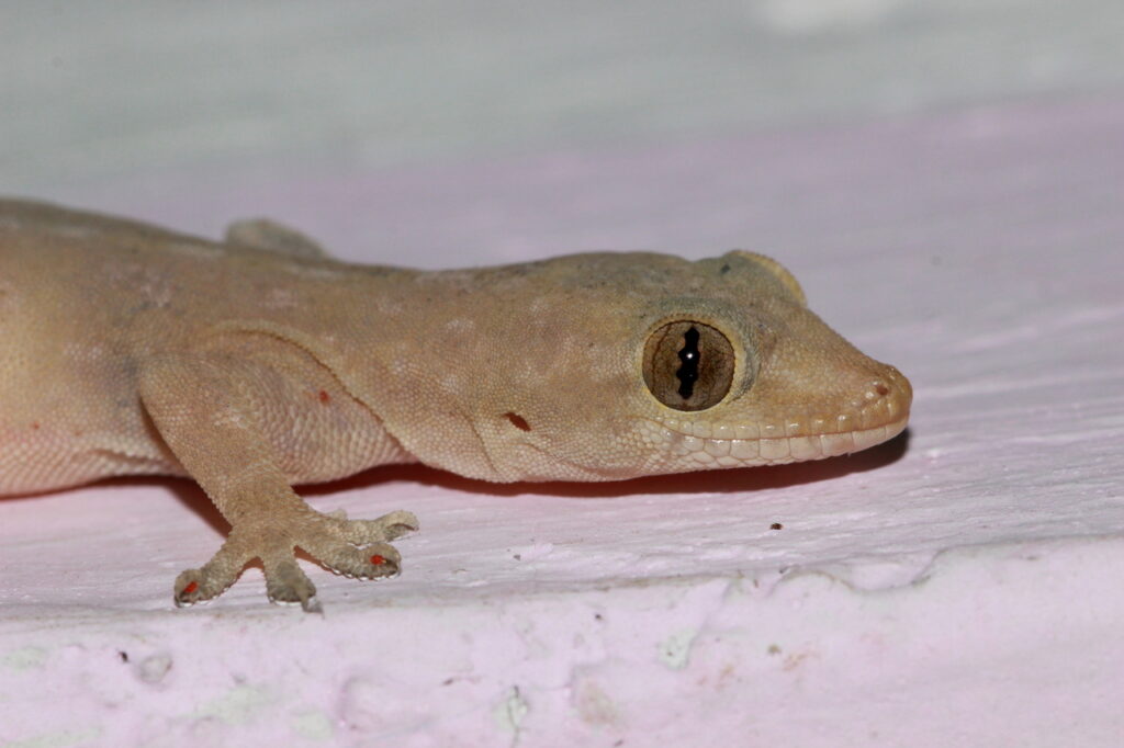house gecko-2