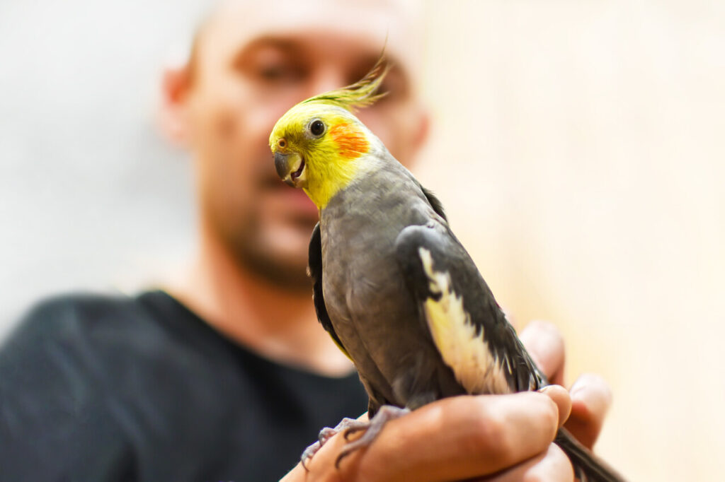 9 Expert-Recommended Tricks to Enhance Your Parrot’s Vocabulary