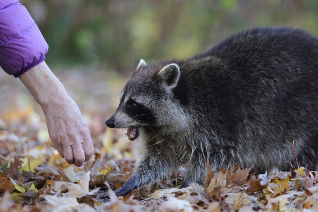 Raccoon getting angry