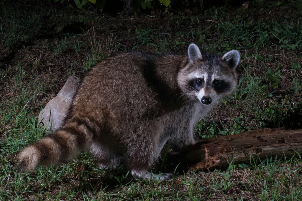 Raccoon at night
