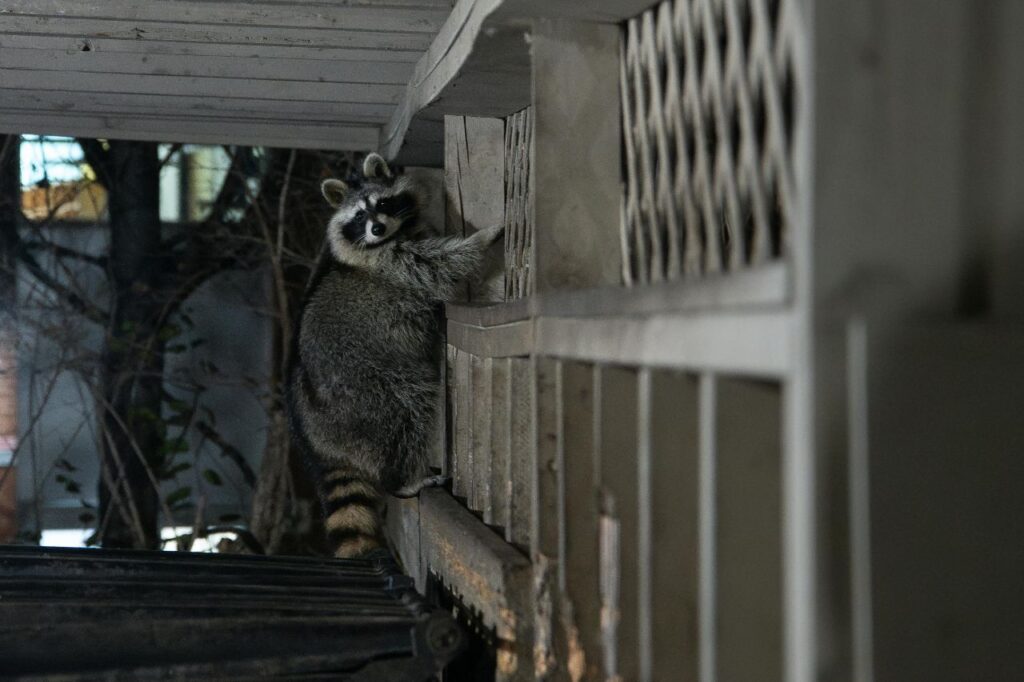 Raccoon destroying property