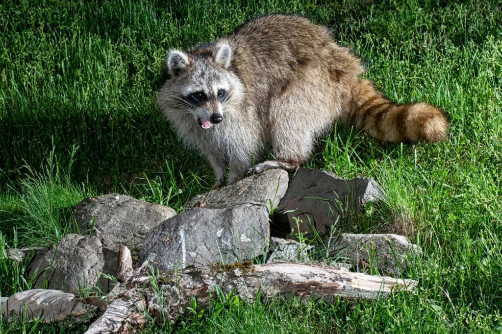 Raccoon shouting