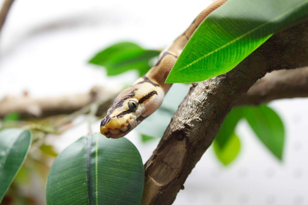 Pet Snake