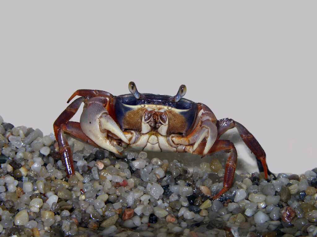 Rainbow Land Crab