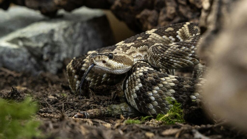 Rattlesnake