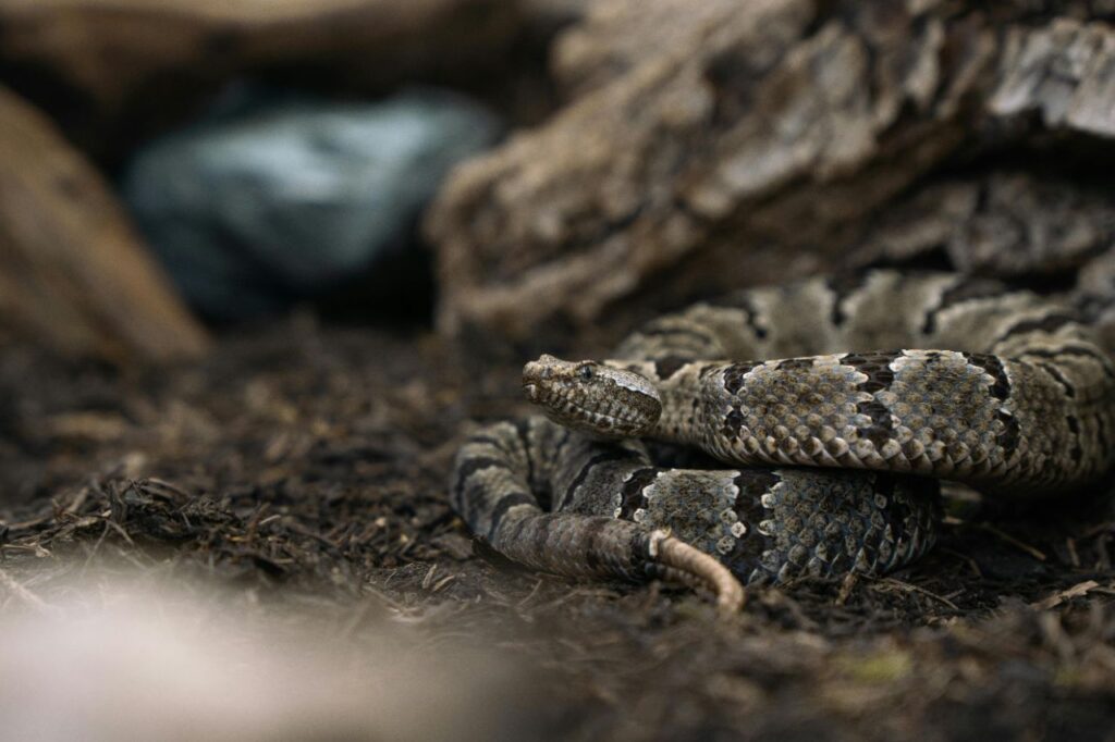 Rattlesnake