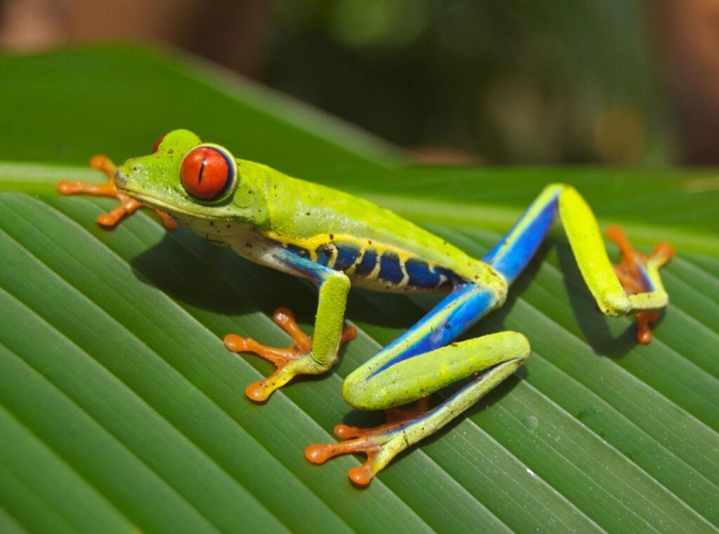 Red-Eye Tree Frog