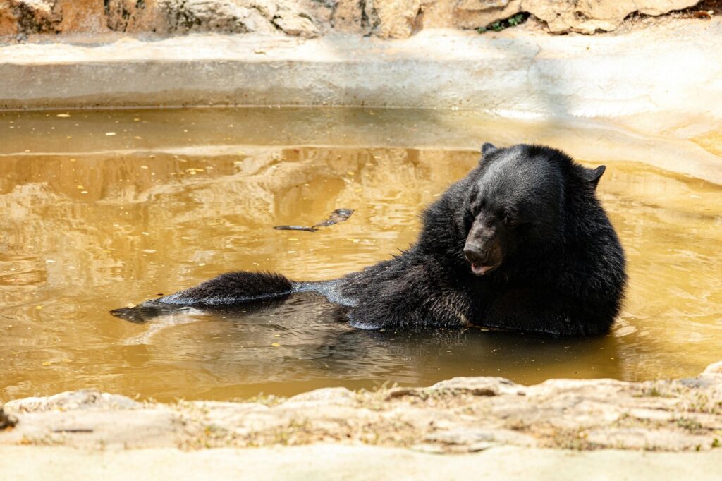 Black Bear swimming