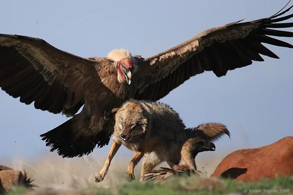 Condor Hunting Wolf