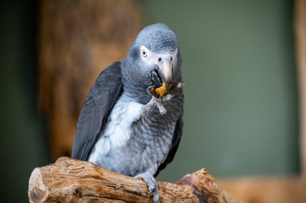 grey parrot