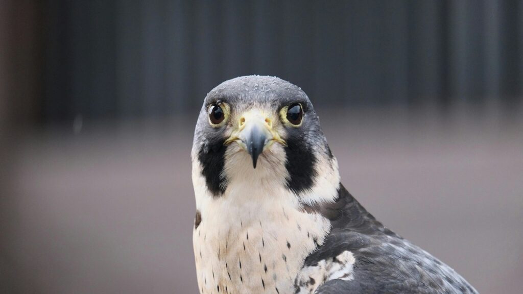Peregrine Falcon