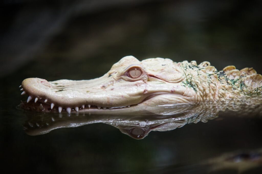 alligator