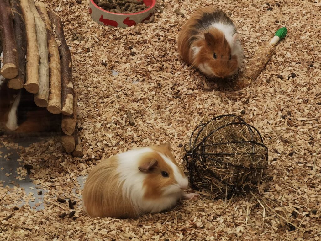 guinea-pigs