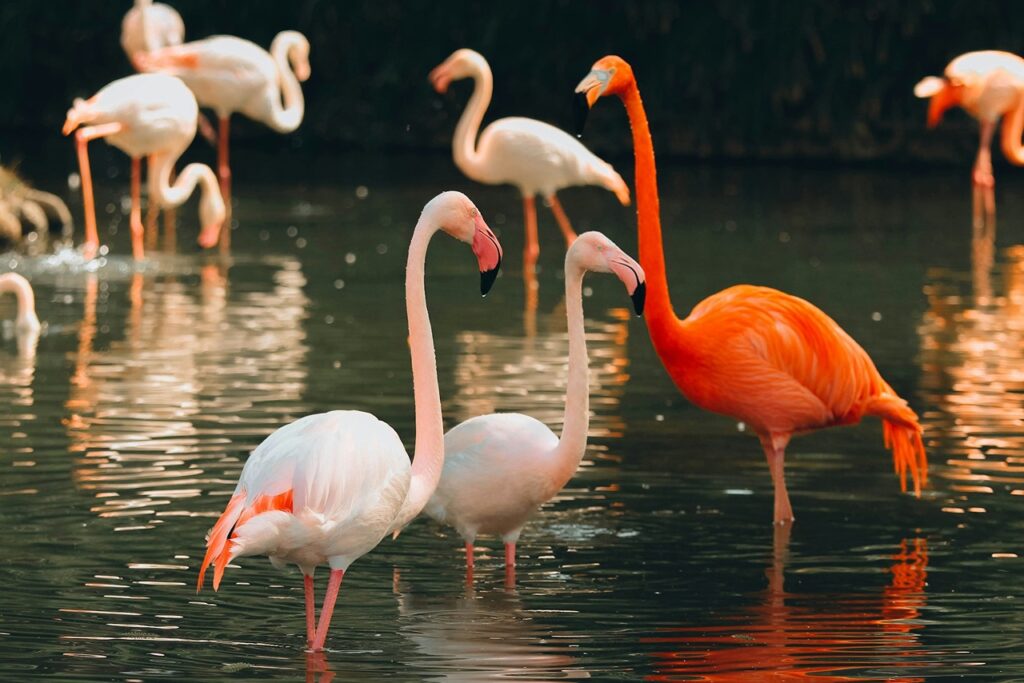 Flamingos