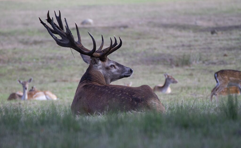elk
