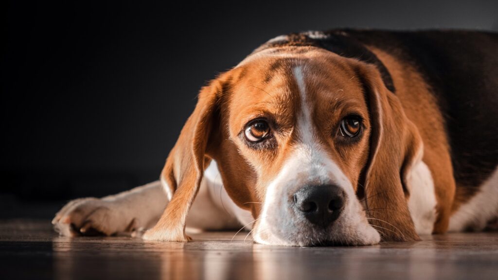Sad Beagle