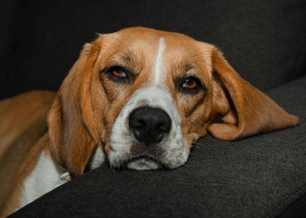 Beagle
