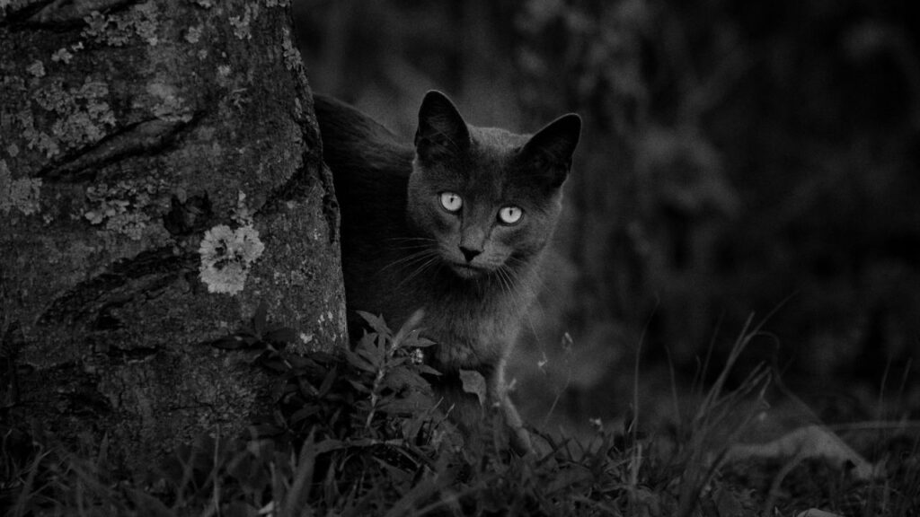 Scary Black Cat