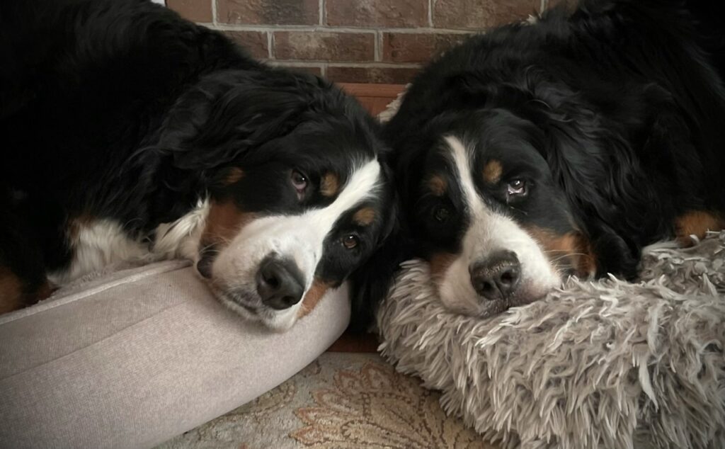Bernese Mountain Dogs