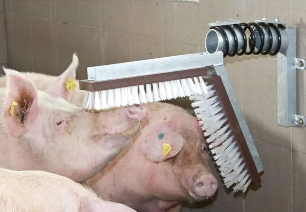 Scratchpost for pigs