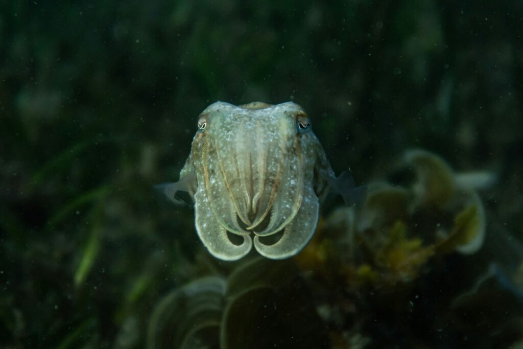 Cuttlefish