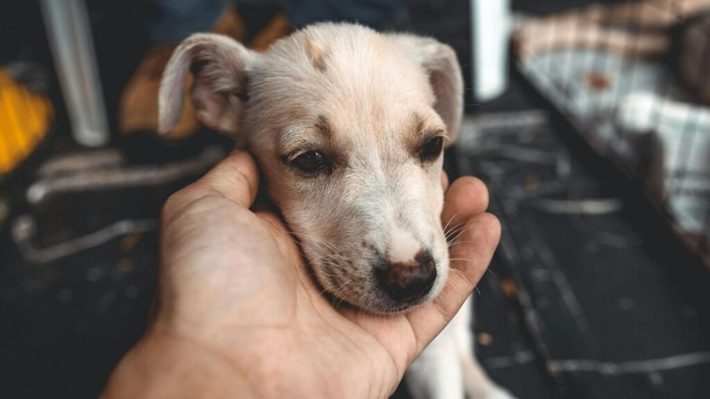 Sensitive Dog