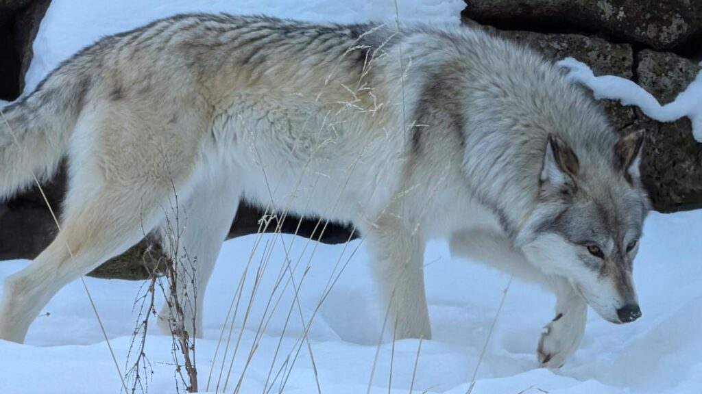 Gray Wolf